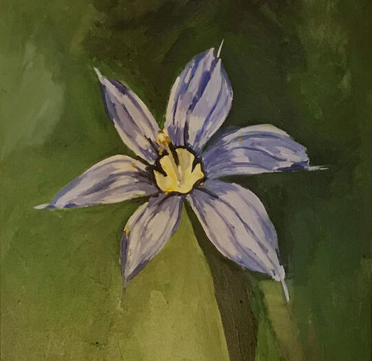 Blue eyed grass